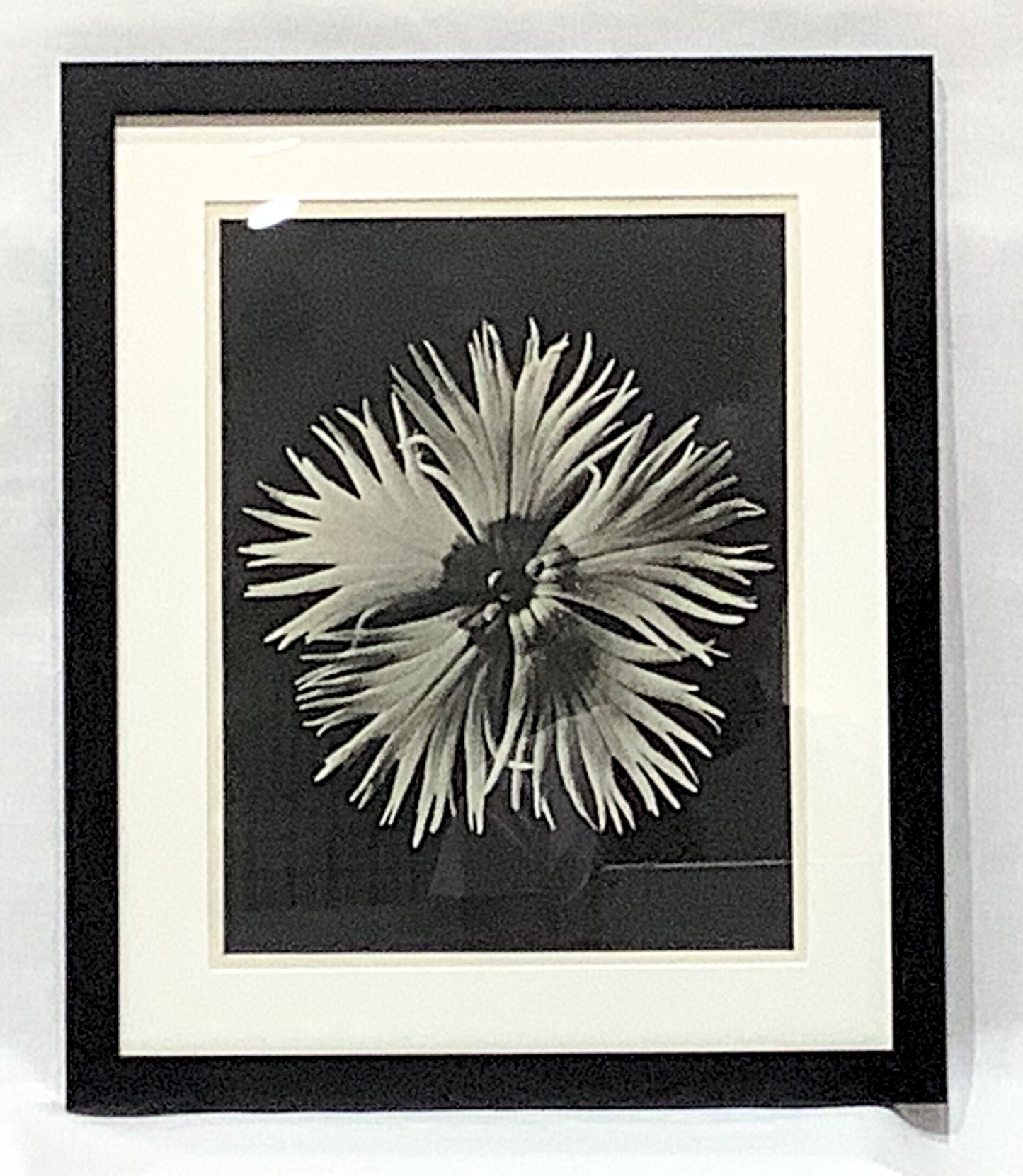 Karl Blosfeldt Framed Photograph