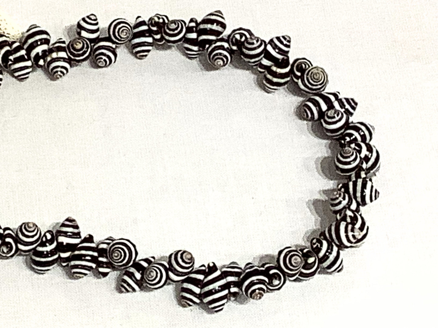Vintage Strand of Zebra Shells