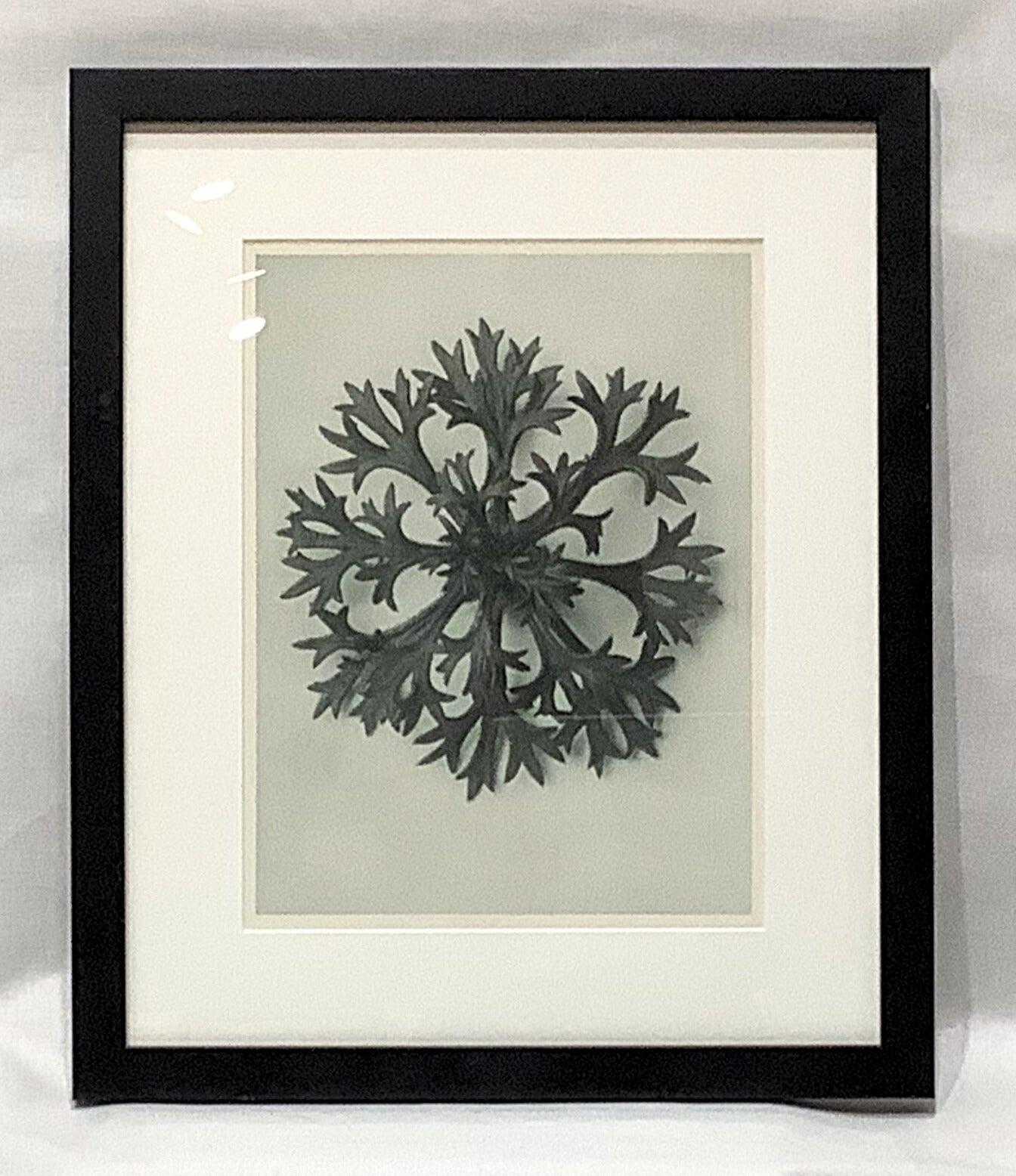Karl Blosfeldt Framed Photograph