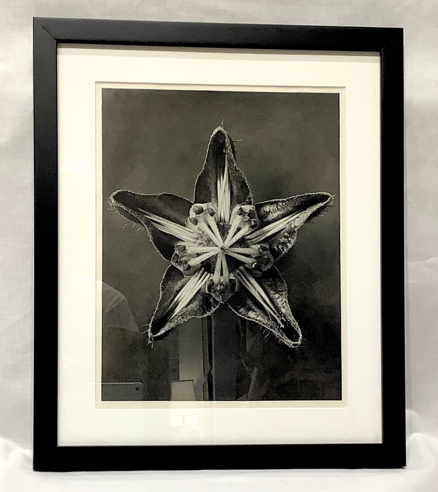 Karl Blosfeldt Framed Photograph