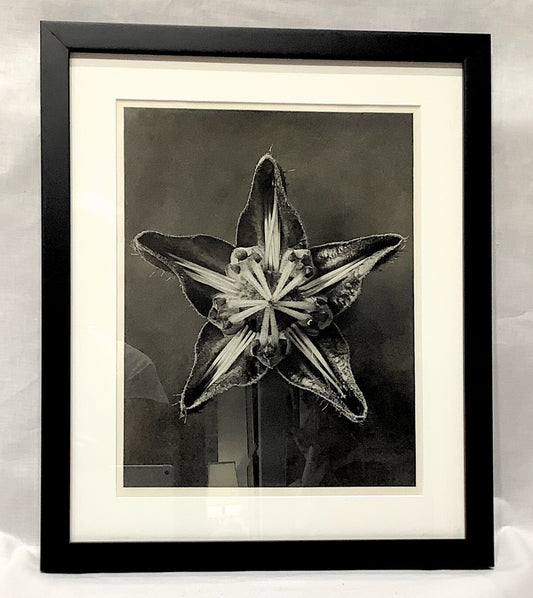 Karl Blosfeldt Framed Photograph