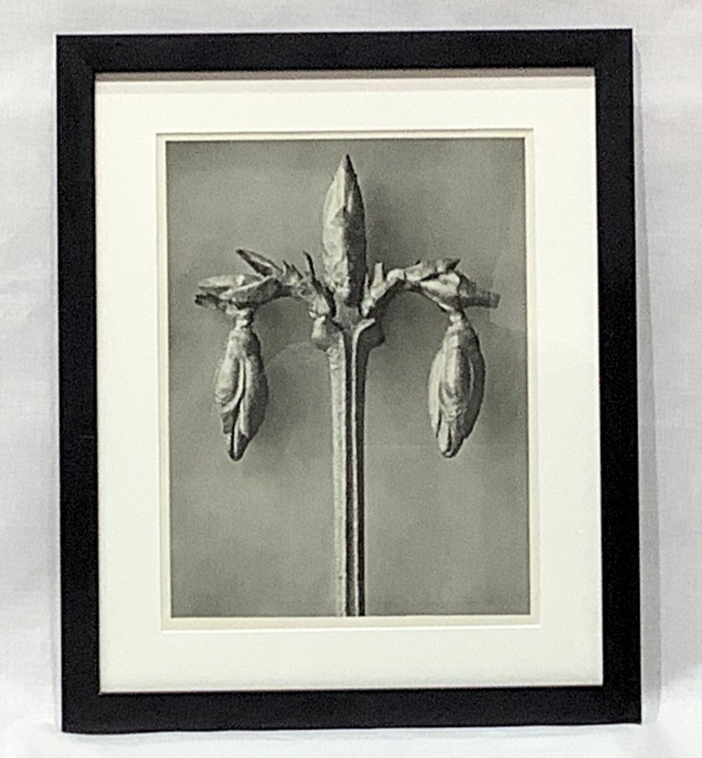 Karl Blosfeldt Framed Photograph
