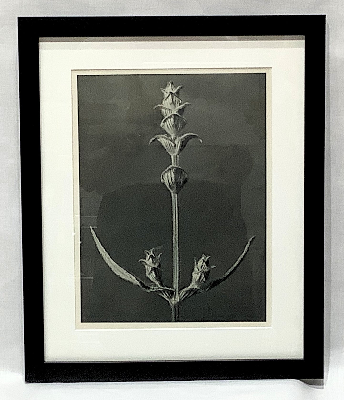Karl Blosfeldt Framed Photograph