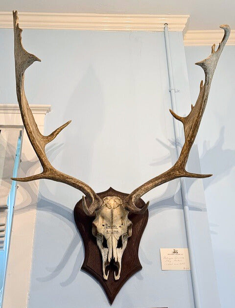 Antique Mounted Stag