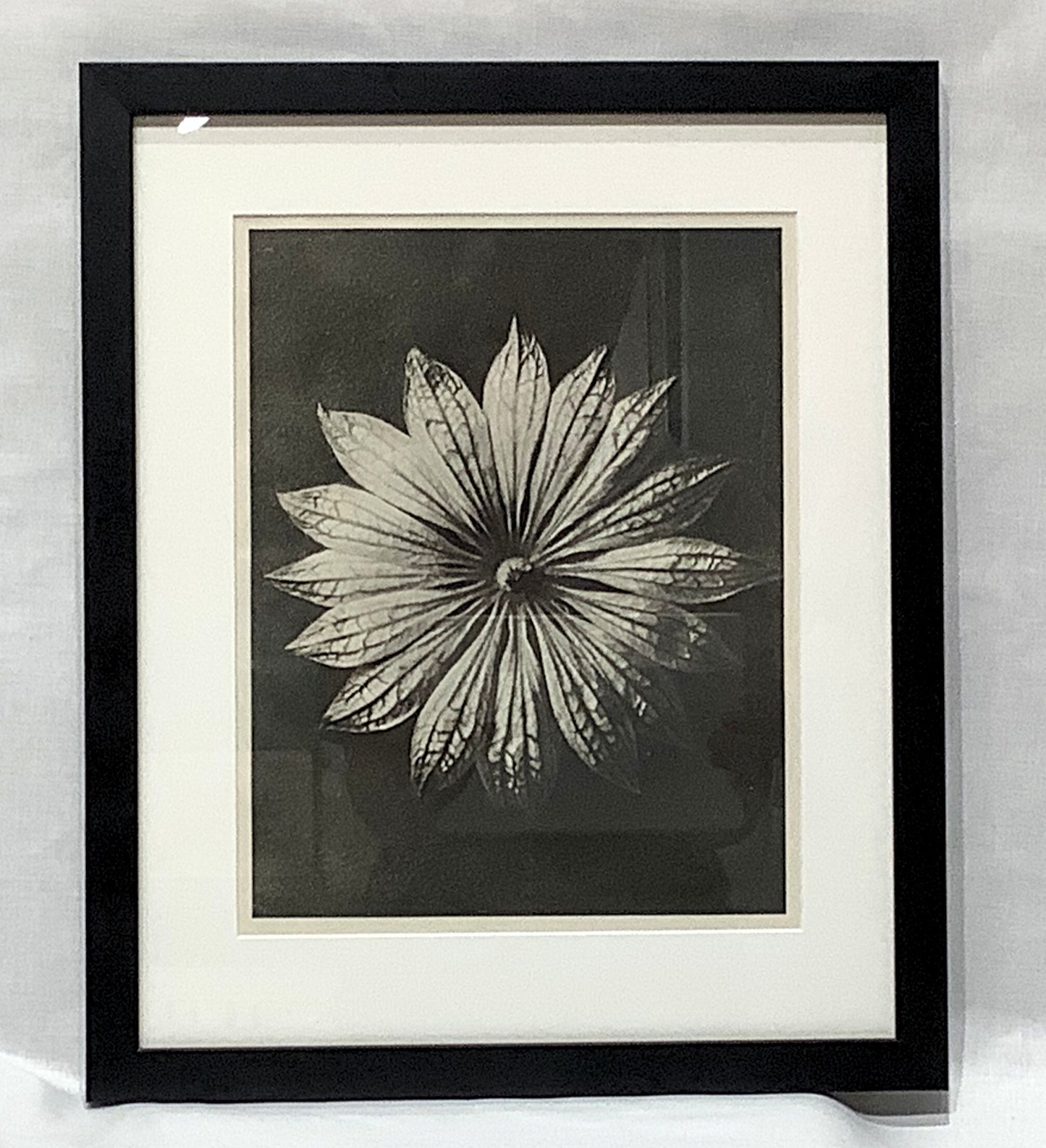 Karl Blosfeldt Framed Photograph