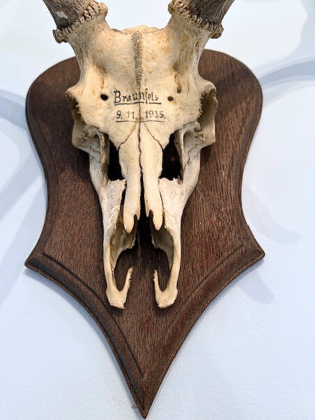 Antique Mounted Stag