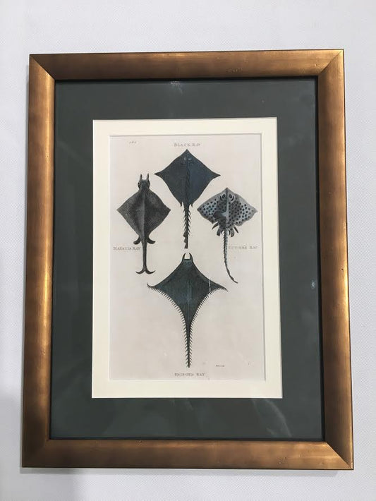 Hand Colored Engraving of Rays, 1803