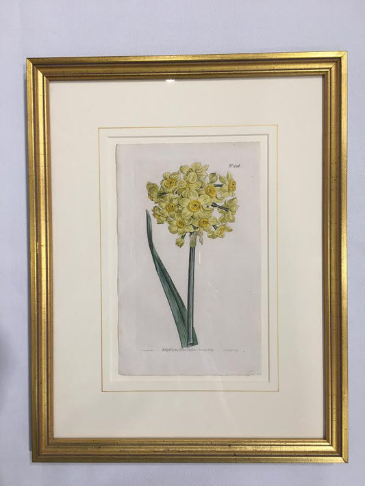 Set of 5 Antique Botanical Engravings by William Curtis, 18th Century