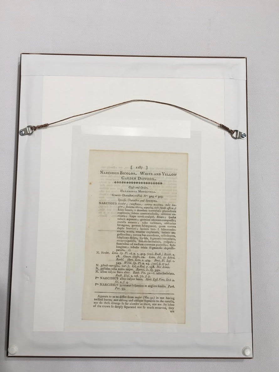 Set of 5 Antique Botanical Engravings by William Curtis, 18th Century