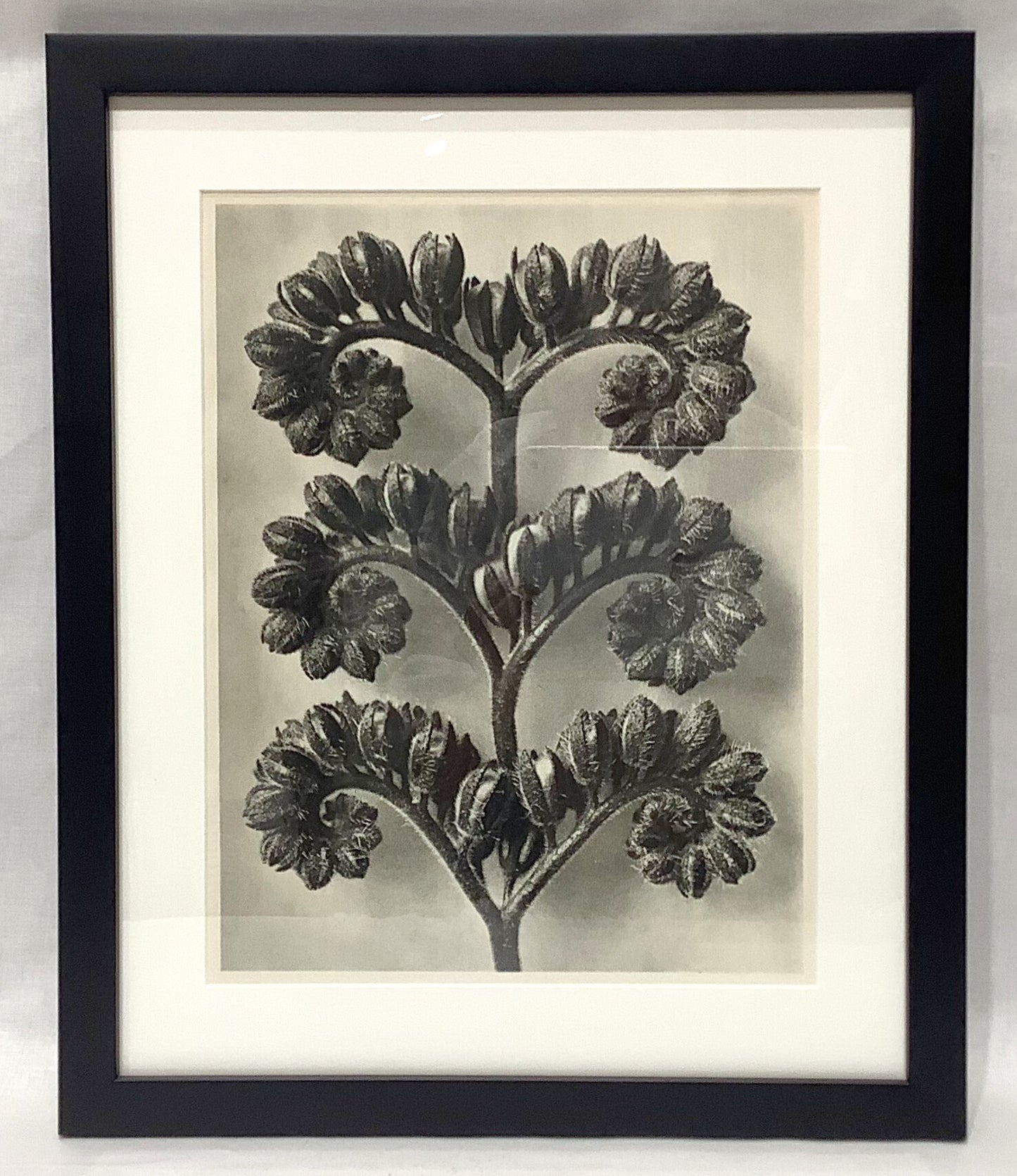 Karl Blosfeldt Framed Photograph