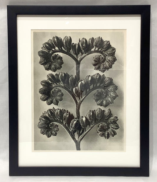 Karl Blosfeldt Framed Photograph