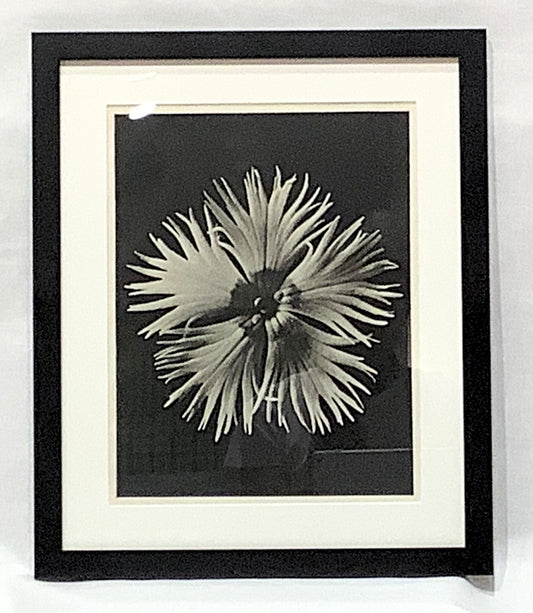 Karl Blosfeldt Framed Photograph