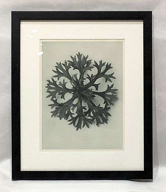 Karl Blosfeldt Framed Photograph