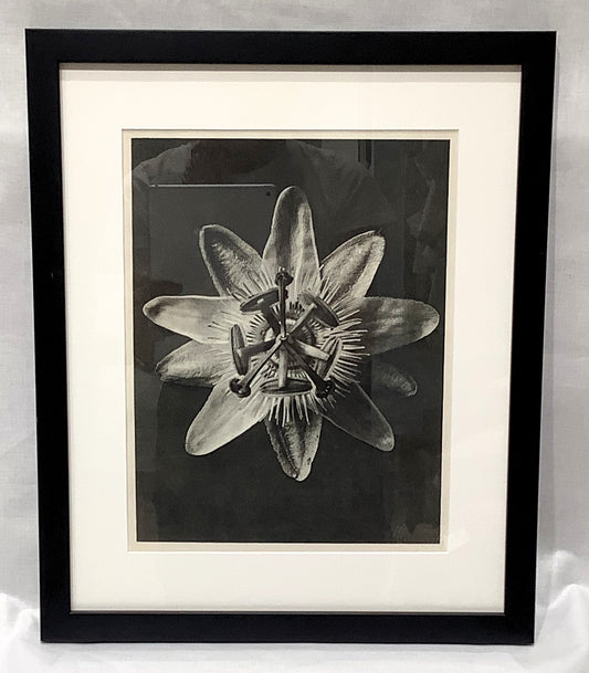 Karl Blosfeldt Framed Photograph