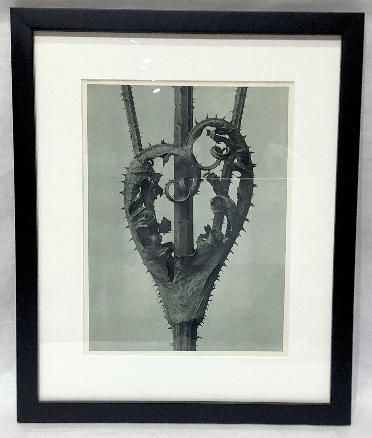 Karl Blosfeldt Framed Photograph